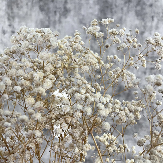 Şoklanmış Krem Cipso