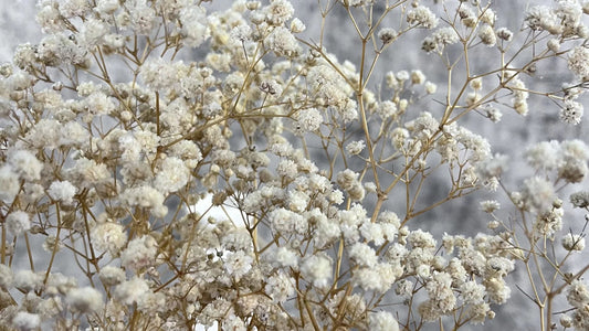 Şoklanmış Krem Cipso