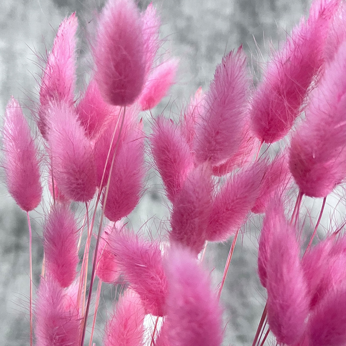 Pembe Pamuk Otu