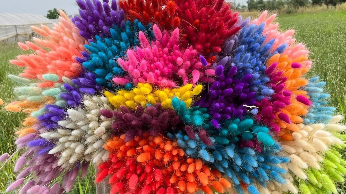 Kırmızı Pamuk Otu