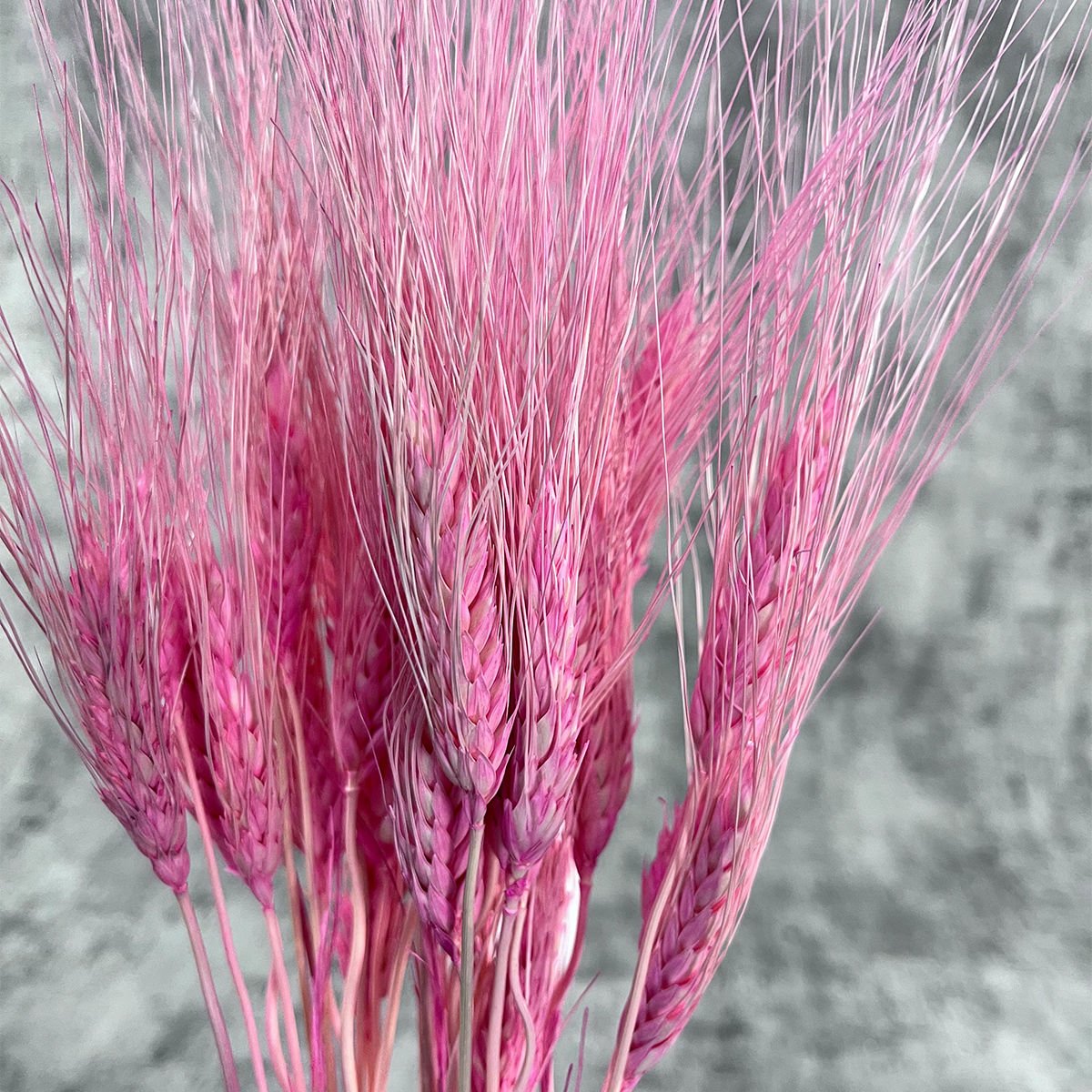Pembe Başak