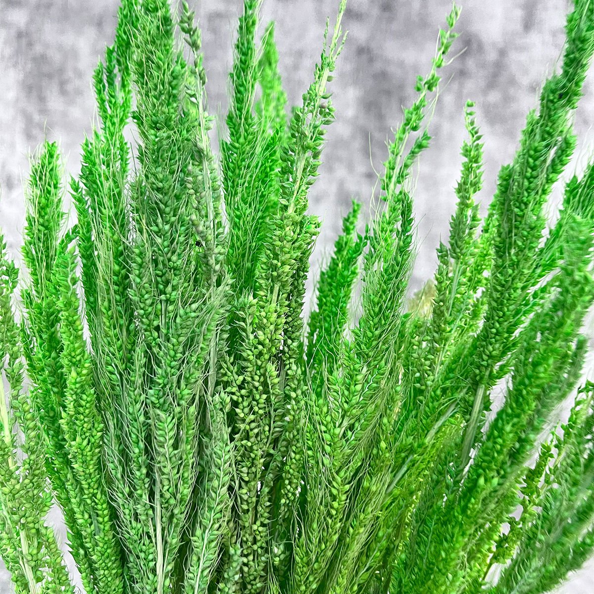 Fıstık Yeşili Bulgur Otu