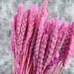 Pembe Kılçıksız Başak