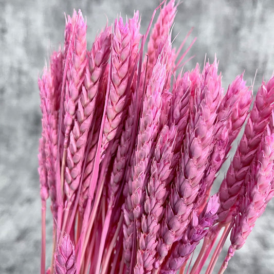 Pembe Kılçıksız Başak