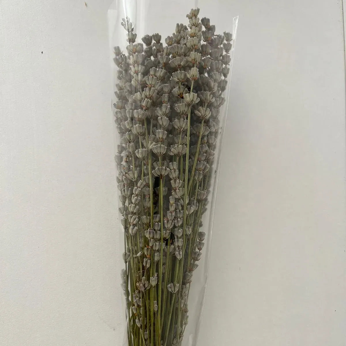 Şoklanmış Naturel Lavanta